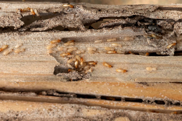 Best Best Pest Control Companies  in Bard College, NY