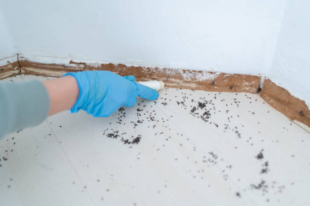 Best Wasp Removal Services  in Bard College, NY